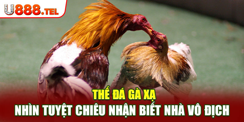 Thế Đá Gà Xạ - Nhìn Tuyệt Chiêu Nhận Biết Nhà Vô Địch