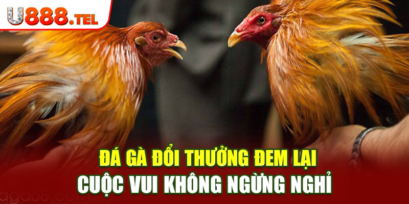 Đá gà đổi thưởng đem lại cuộc vui không ngừng nghỉ