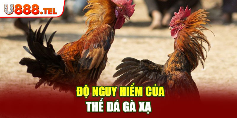 Độ nguy hiểm của thế đá gà xạ