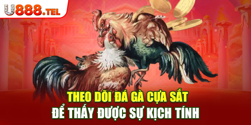 Theo dõi đá gà cựa sắt để thấy được sự kịch tính