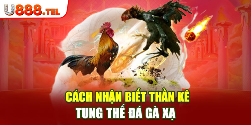 Cách nhận biết thần kê tung thế đá gà xạ