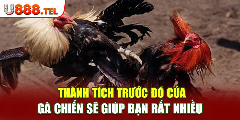 Thành tích trước đó của gà chiến sẽ giúp bạn rất nhiều