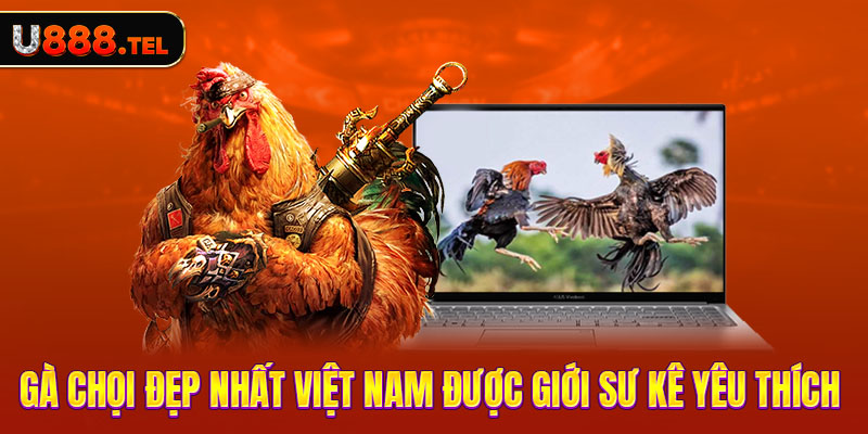 Gà Chọi Đẹp Nhất Việt Nam Được Giới Sư Kê Yêu Thích