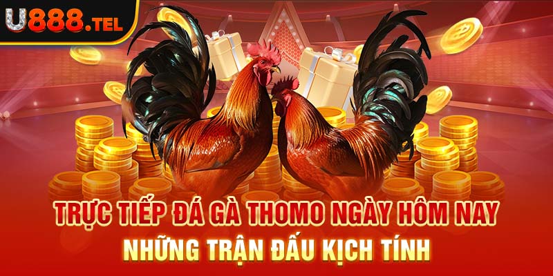 Trực Tiếp Đá Gà Thomo Ngày Hôm Nay - Những Trận Đấu Kịch Tính