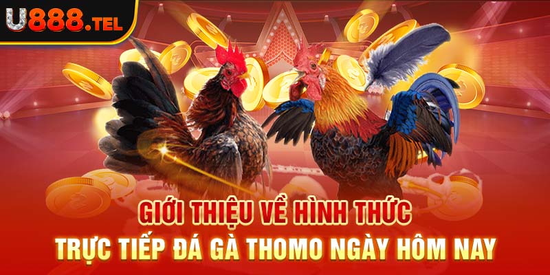 Giới thiệu về hình thức trực tiếp đá gà thomo ngày hôm nay