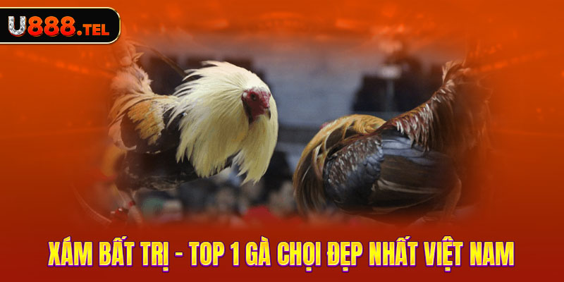 Xám bất trị - Top 1 gà chọi đẹp nhất Việt Nam