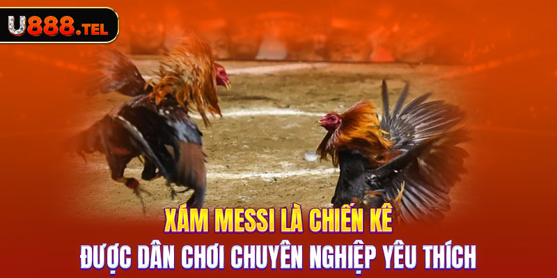 Xám Messi là chiến kê được dân chơi chuyên nghiệp yêu thích