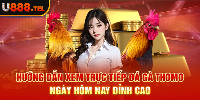 Hướng dẫn xem trực tiếp đá gà thomo ngày hôm nay đỉnh cao