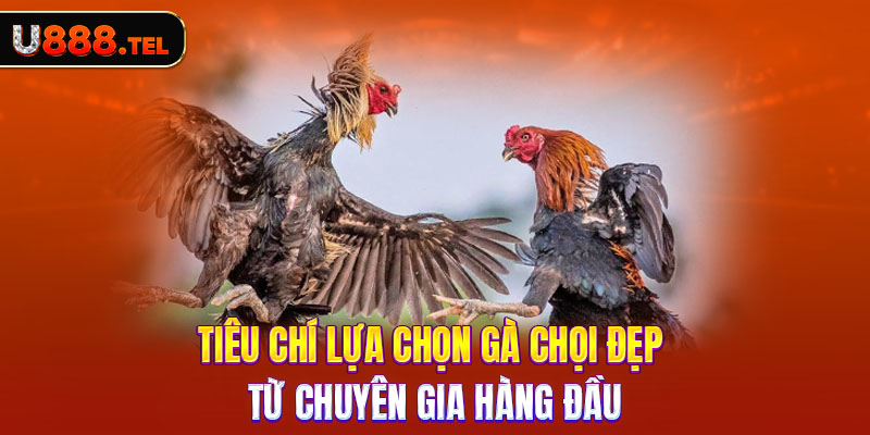 Tiêu chí lựa chọn gà chọi đẹp từ chuyên gia hàng đầu