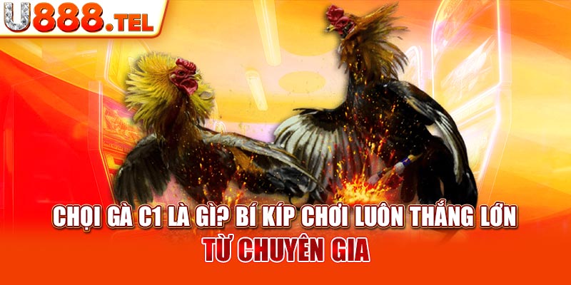 Chọi Gà C1 Là Gì? Bí Kíp Chơi Luôn Thắng Lớn Từ Chuyên Gia