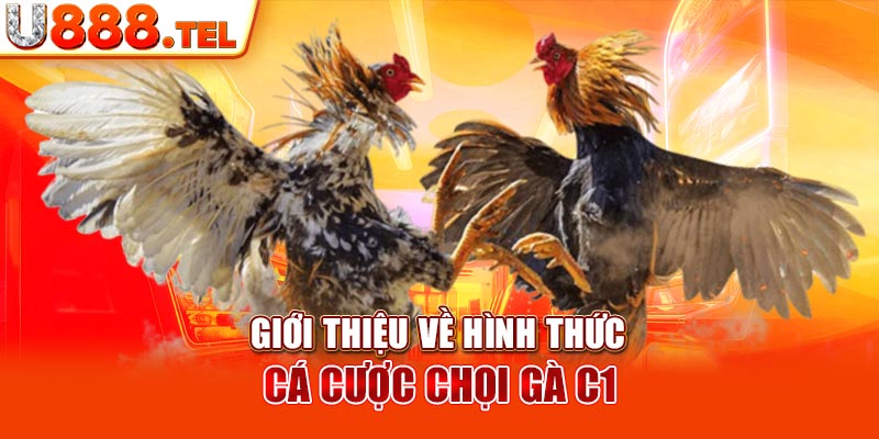 Giới thiệu về hình thức cá cược chọi gà c1