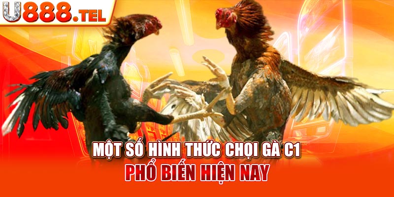 Một số hình thức chọi gà c1 phổ biến hiện nay